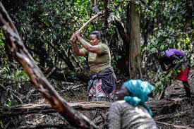 The impact of infrastructure developments in the Kenyan forests